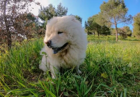 LEO Fotos de archivo