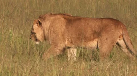 Leo walks 1 Stock-Footage 22262218