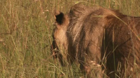 Leo walks 2 Stock Footage 22262404