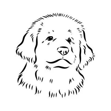 Leonberg the dog, vector sketch Stock Illustration