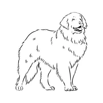 Leonberg the dog, vector sketch Stock Illustration