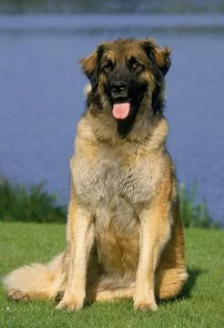 LEONBERG Stock Photos