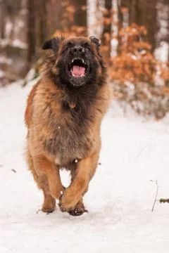 Leonberger ajax Stock Photos