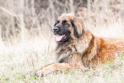 Leonberger dog Stock Photos
