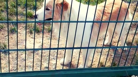 Leonberger with long-haired Collie Vidéo 247397341