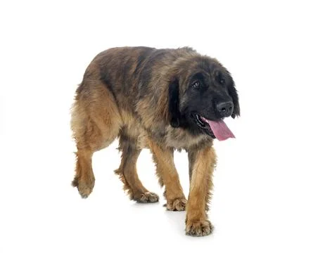 Leonberger in studio Stock Photos