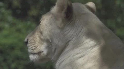 Leoness Close Up Vídeos de archivo 65970662