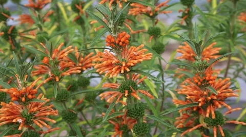 Leonotis leonurus Stock Footage 67396468