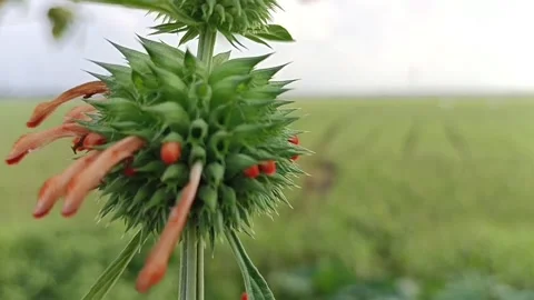 Leonotis nepetifolia Stock Footage 235501799