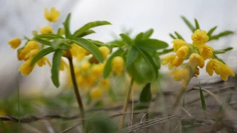 Leontice flowering in spring meadow. Stock Footage 73979977