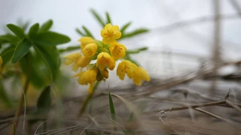 Leontice flowering in spring meadow. Stock Footage 73979979