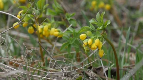 Leontice flowering in spring meadow. Stock Footage 73980008