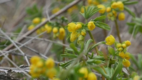 Leontice flowering in spring meadow. Stock Footage 73980024