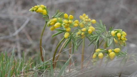 Leontice flowering in spring meadow. Stock Footage 73980034