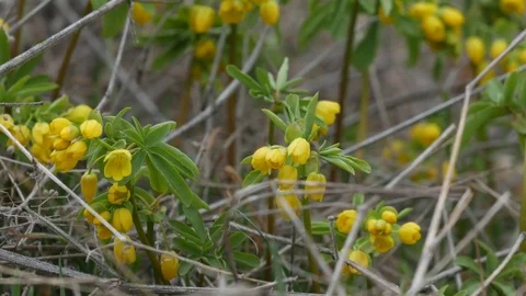 Leontice flowering in spring meadow. Stock Footage 73980046