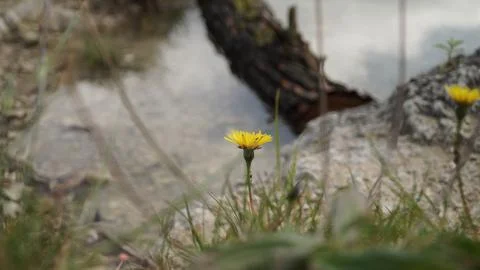 Leontodon hispidus in the Foreground, Log in the Background Fotos Stock
