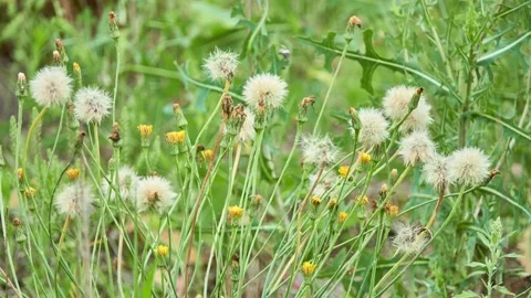 Leontodon hispidus is a species of hawkbit known by the common names bristly  Stock Footage 158038361