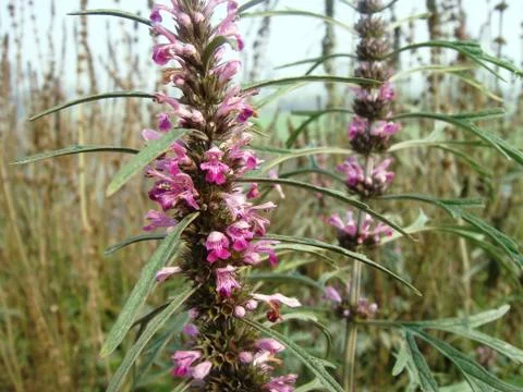 Leonurus sibiricus Stock-Fotos