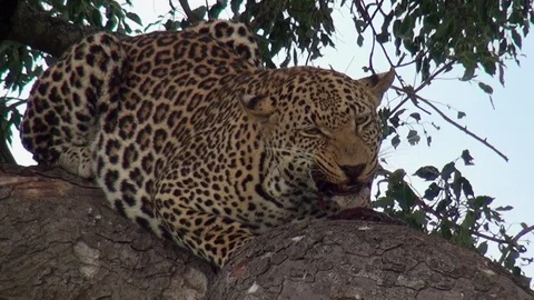 Leopard 10 Stock Footage 97857757