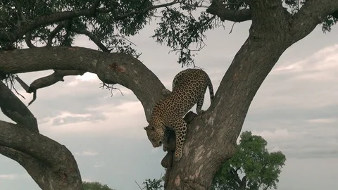 Leopard 11 Stock Footage 97857857