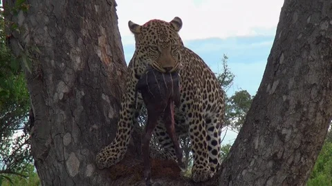 Leopard 12 Stock Footage 97858244