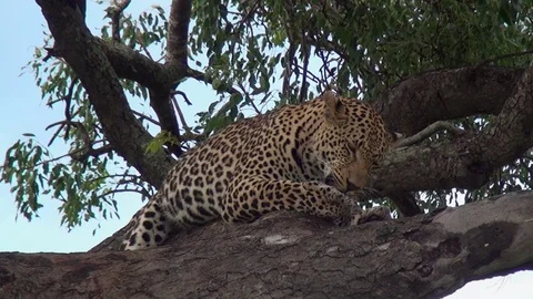 Leopard 14 Stock Footage 97858486