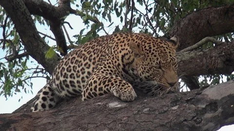 Leopard 15 Stock Footage 97859424