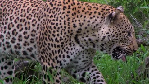 Leopard 16 Stock Footage 97911472