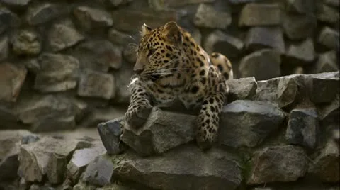 Leopard 2 Video stock 8906949