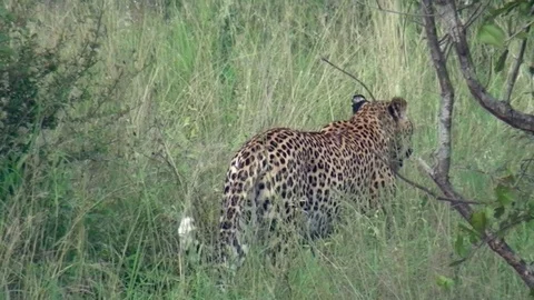 Leopard 2 Stock Footage 97854596