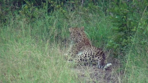 Leopard 4 Stock Footage 97854717