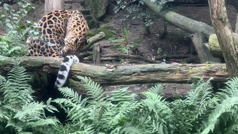 Leopard. 4K background video clip. Backdrop 4k footage. Stock Footage 207813988