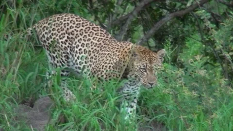 Leopard 6 Stock Footage 97855862