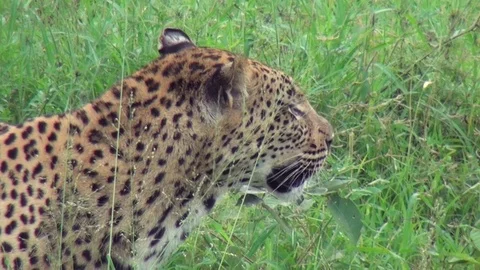 Leopard 7 Stock Footage 97855302
