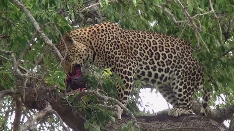 Leopard 9 Stock Footage 97857319