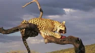 Leopard In Africa Stock Footage