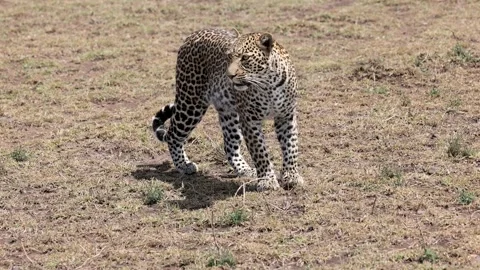 A Leopard in Africa Stock Footage 230167359