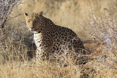 Leopard in the African bush in Namibia Foto stock
