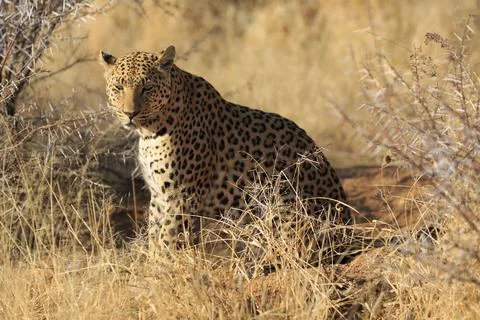 Leopard in the African bush in Namibia Stockfoto's