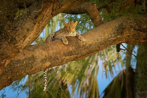 Leopard, African Leopard, Panthera pardus, resting on acacia tree branch, tai Stock Photos