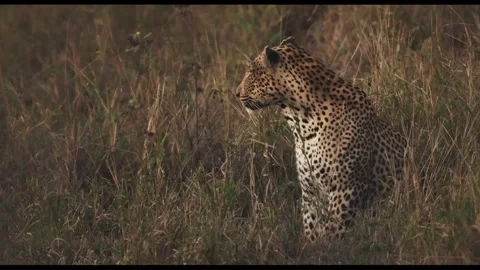 Leopard in African Savannah Stock Footage 304831302