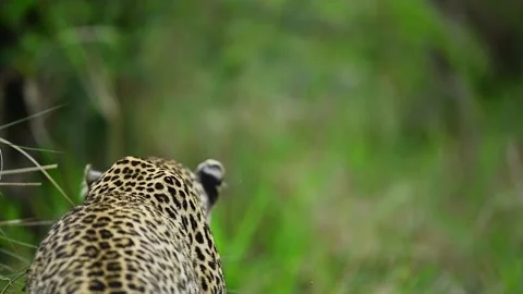 Leopard in the African Savannah. Stock Footage 331302492