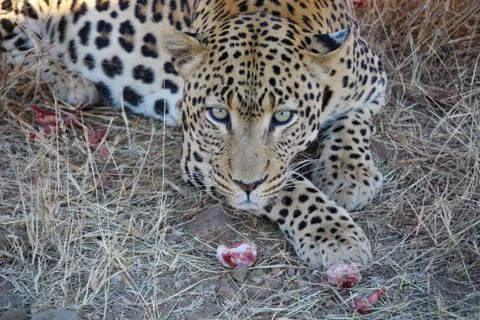 Leopard after eating, Namibia, Dsternbrook, morning, leopard, feeding Stock Photos