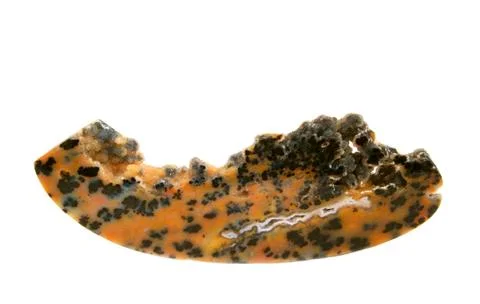 Leopard agate slice Stock Photos