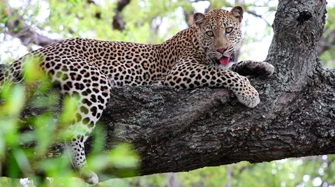 Leopard alert and looking straight at the camera Stock Footage 65493197