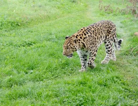 Leopard alert Stock Photos