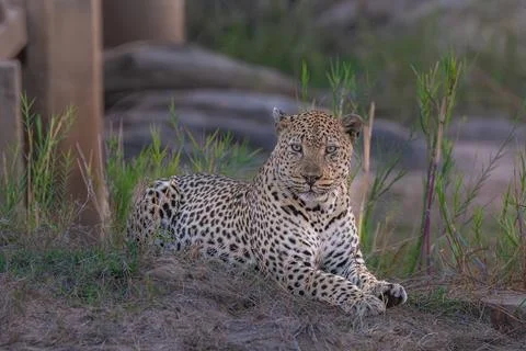 Leopard on alert Stock Photos