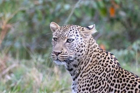 Leopard on Alert in the Savanna Stock Photos