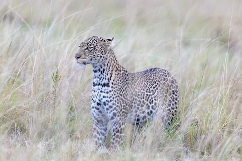 Leopard on Alert in the Tall Grass Stock Photos