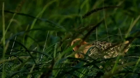 Leopard among the grass Vidéo 169385769